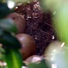 Nest der Mönchsgrasmücke